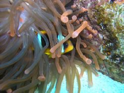 Clown Fish at Nama Bay , Egypt. November 2004 by Mike Loizos 
